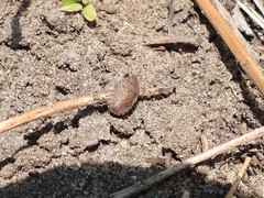 Sciocoris homalonotus