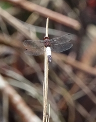 Hadrothemis coacta