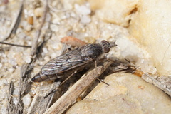 Tabuda varia