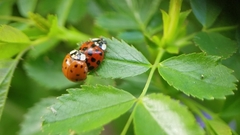 Harmonia axyridis