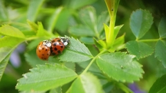 Harmonia axyridis