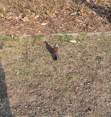 Turdus pilaris