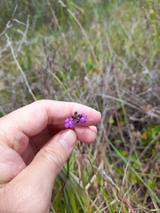 Buchnera floridana image