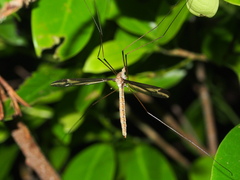 Tipula nova