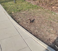 Turdus pilaris