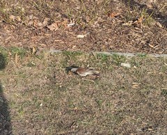 Turdus pilaris