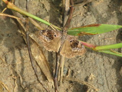 Chiomara basigutta
