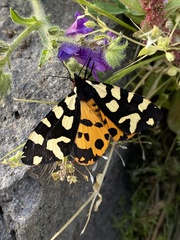 Arctia villica konewkaii