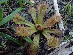Drosera whittakeri