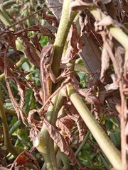 Liolaemus gravenhorstii