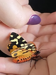 Arctia villica konewkaii