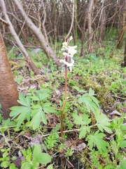 Corydalis cava