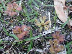 Drosera whittakeri