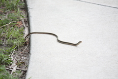 Ophisaurus ventralis image