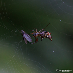 Micrathena nigrichelis