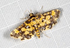 Eurrhyparodes tricoloralis