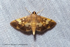 Ategumia