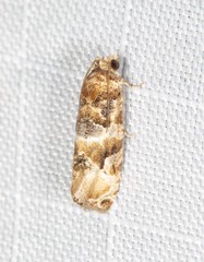 Lobesia physophora