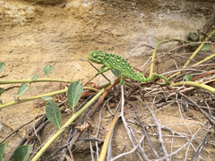 Chamaeleo chamaeleon chamaeleon