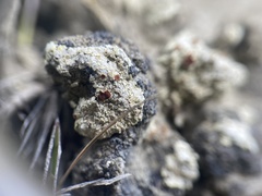 Gyalolechia subbracteata