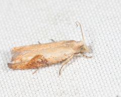 Pseudexentera costomaculana