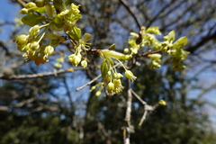 Acer opalus