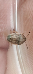 Neottiglossa bifida