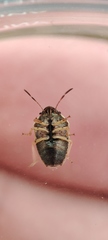 Neottiglossa bifida