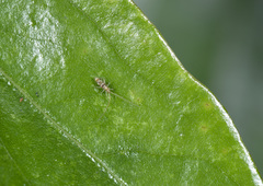 Paronellidae