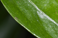 Paronellidae