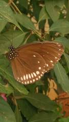 Euploea klugii