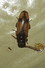 Polypria cruxrufa