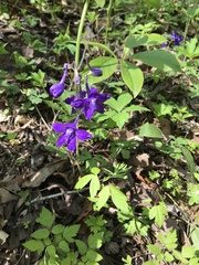 Delphinium tricorne