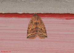 Eupsilia tristigmata