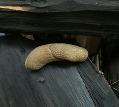 Urocyclidae