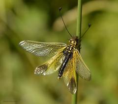 Libelloides ictericus