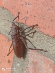 Liparoscella modesta