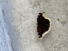 Nymphalis antiopa