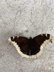 Nymphalis antiopa