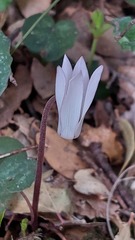 Cyclamen creticum