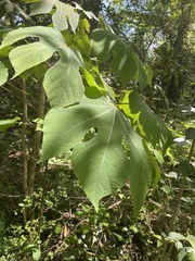 Firmiana