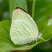 Mottled Emigrant - Photo (c) Bronze Cheung Kwok Yee, some rights reserved (CC BY-NC), uploaded by Bronze Cheung Kwok Yee