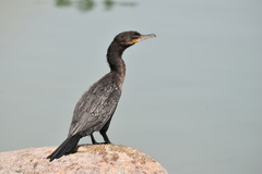 Nannopterum brasilianum