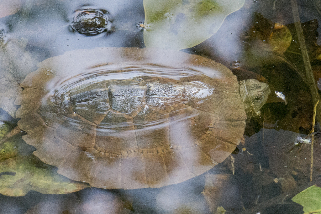 Assam Leaf Turtle