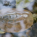 Assam Leaf Turtle - Photo (c) Vijay Anand Ismavel, some rights reserved (CC BY-SA)