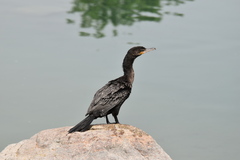 Nannopterum brasilianum