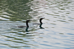 Nannopterum brasilianum