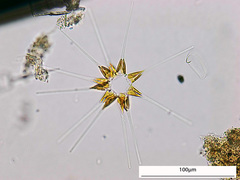 Asterionellopsis