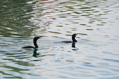 Nannopterum brasilianum