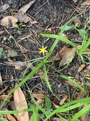 Hypoxis curtissii